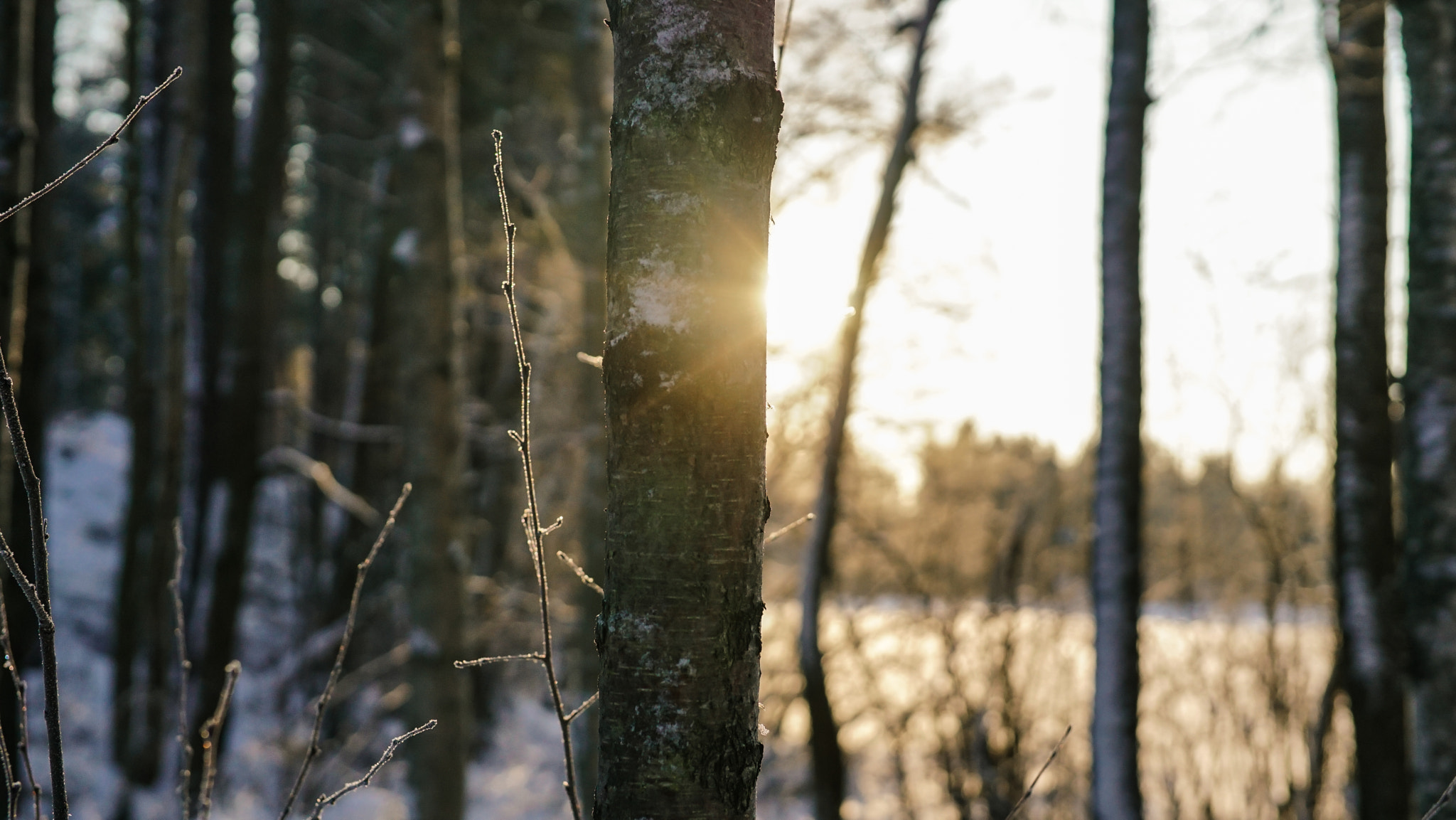 E 32mm F1.8 sample photo. Sunkissed photography