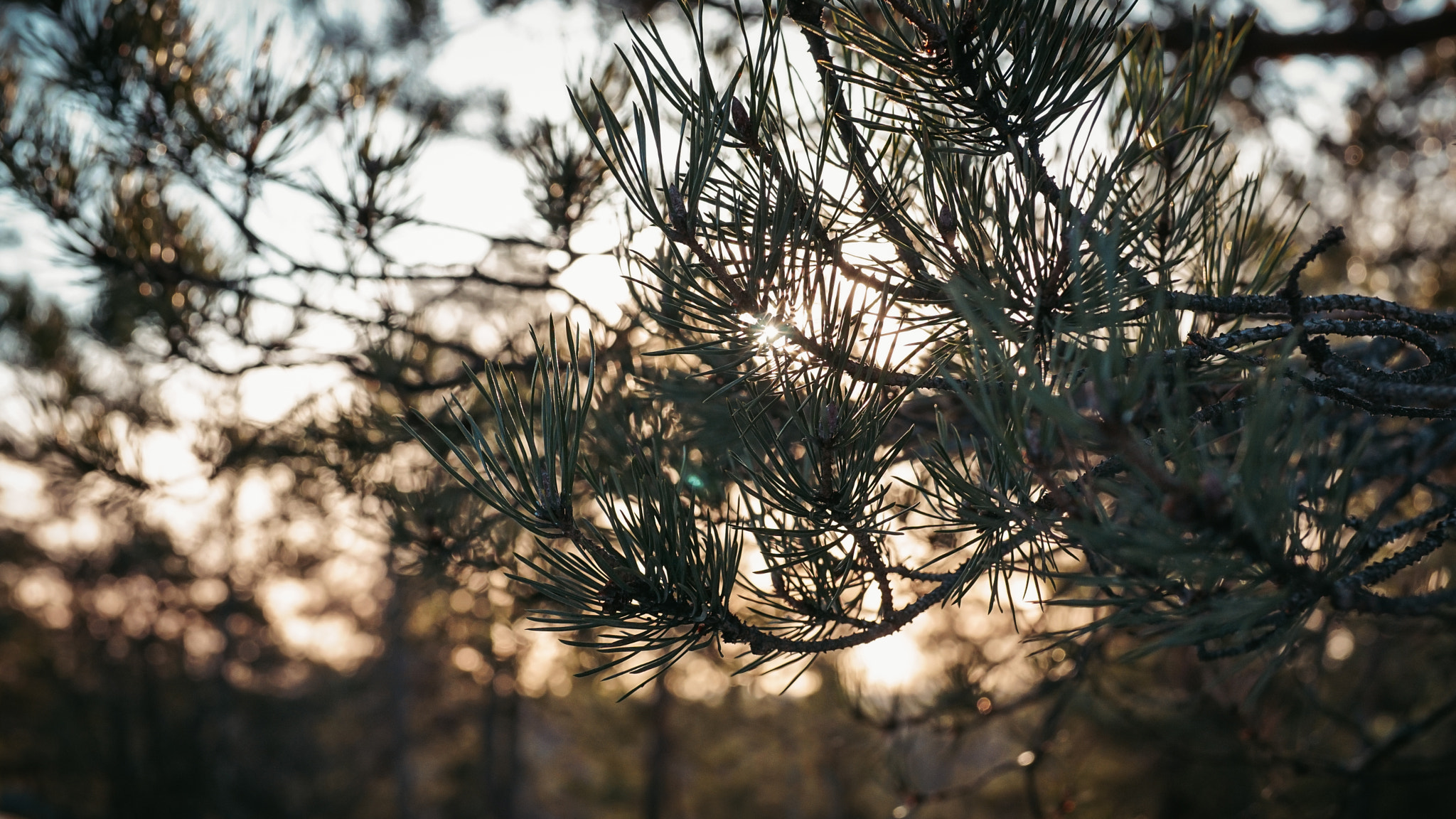 E 32mm F1.8 sample photo. Kalkkikalio hike trail photography