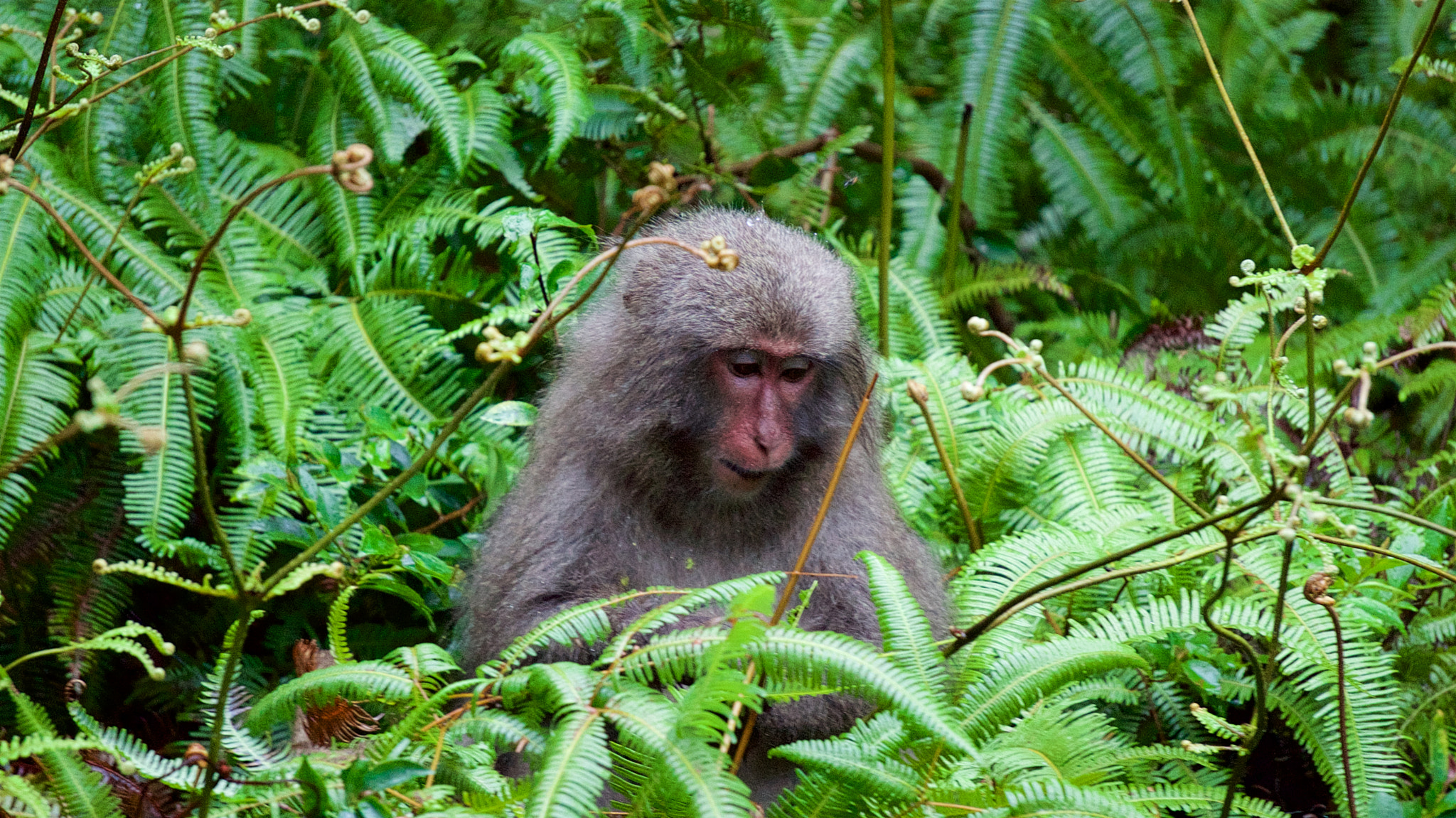 Sony a7S sample photo. A monkey in a forest of yakushima photography