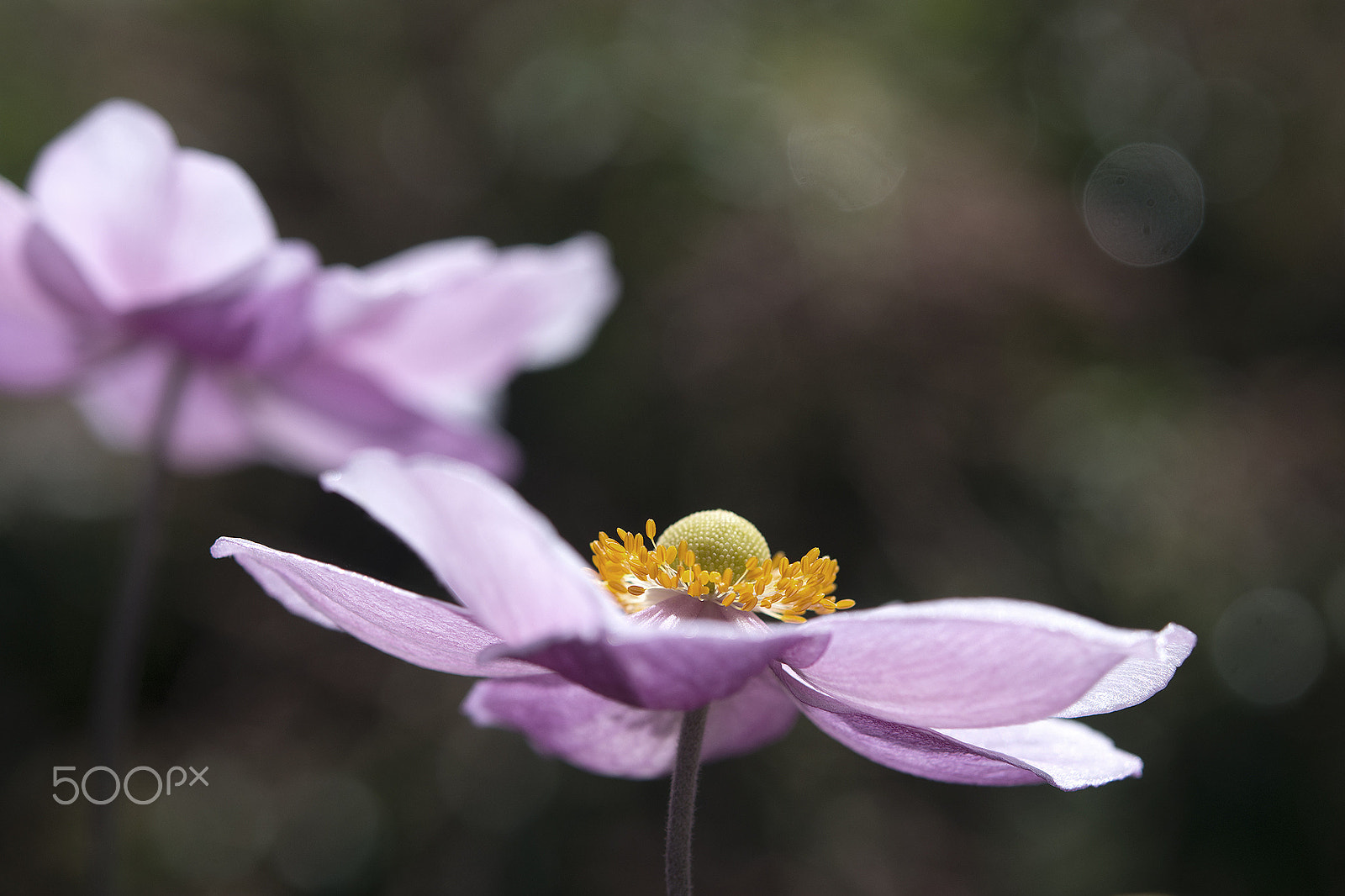 Nikon AF-S Micro-Nikkor 60mm F2.8G ED sample photo. Flying photography