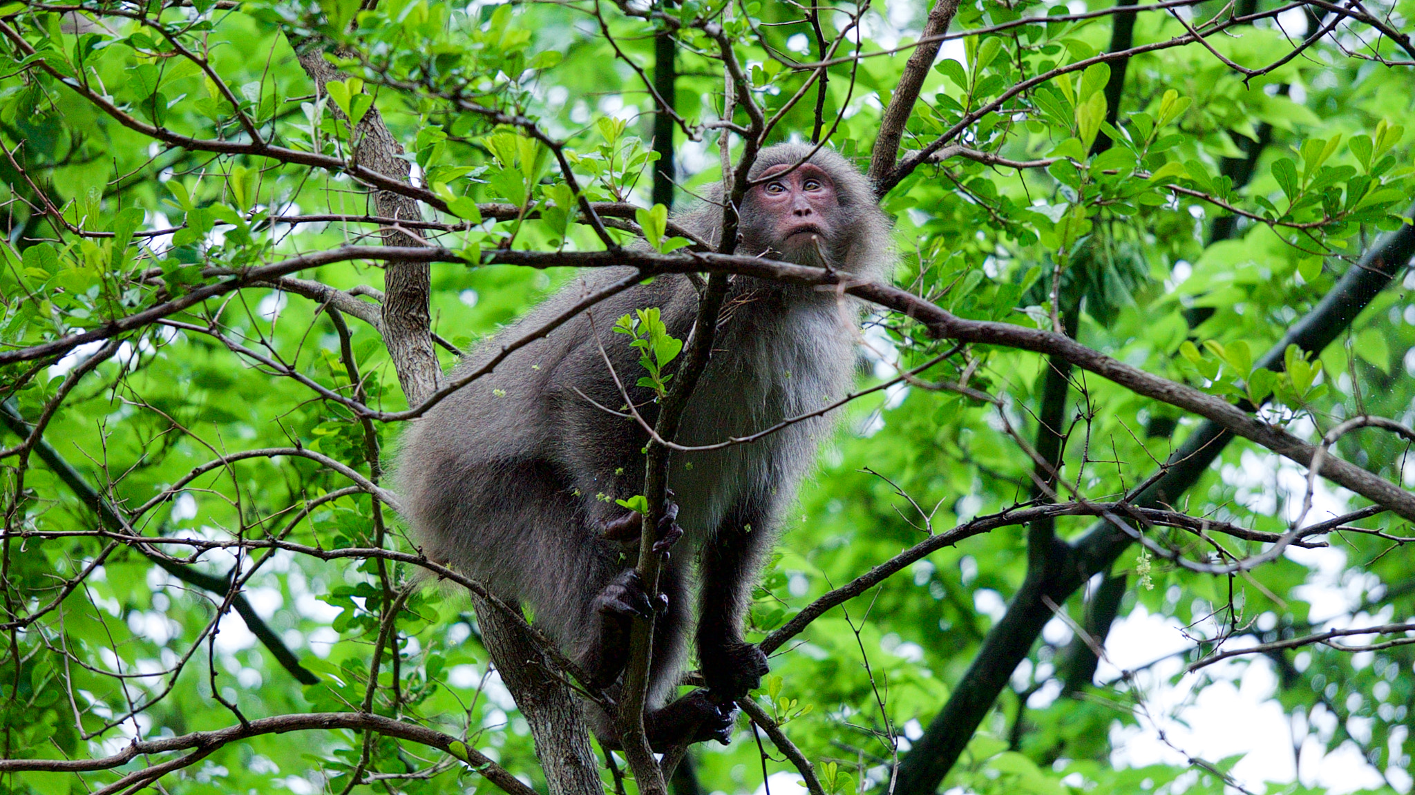 Sony a7S + Sony E 55-210mm F4.5-6.3 OSS sample photo. A monkey on a tree photography