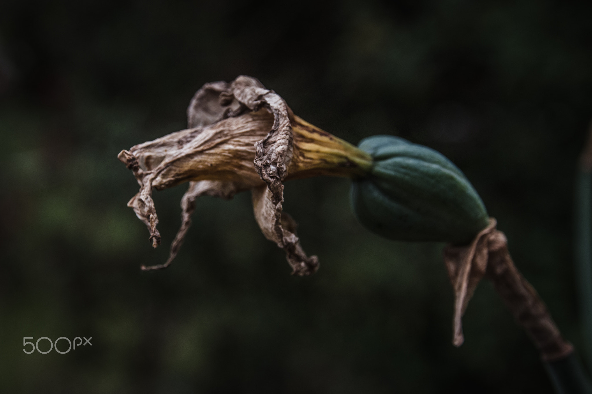 Ageing Narcissus 500px.com/photo/153273807/