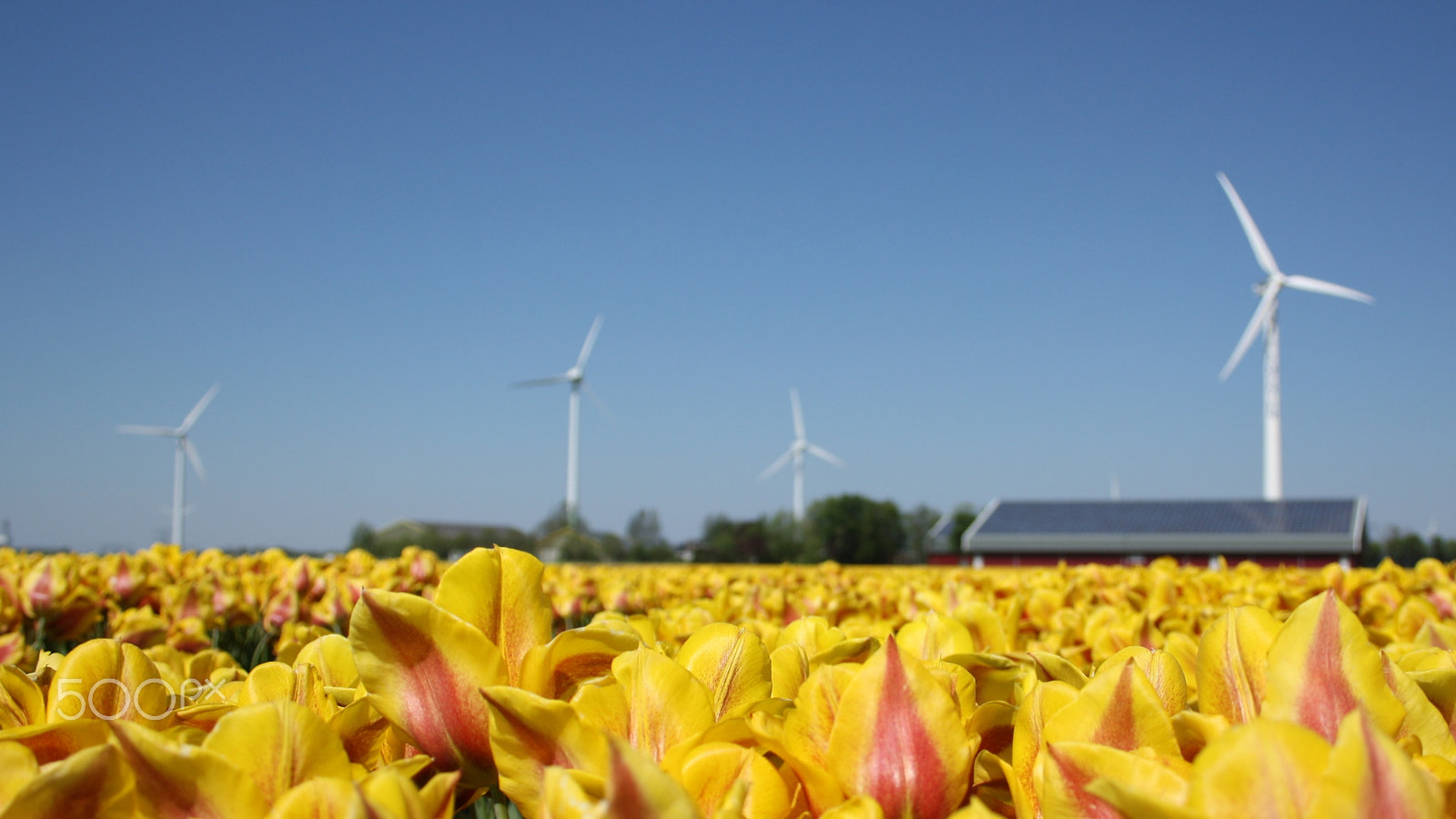Canon EF-S 18-55mm F3.5-5.6 sample photo. Typically dutch photography