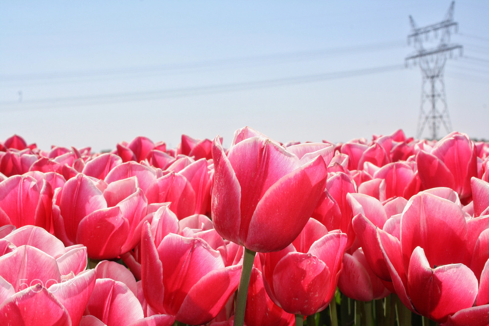 Canon EF-S 18-55mm F3.5-5.6 sample photo. Pink tulips ii photography