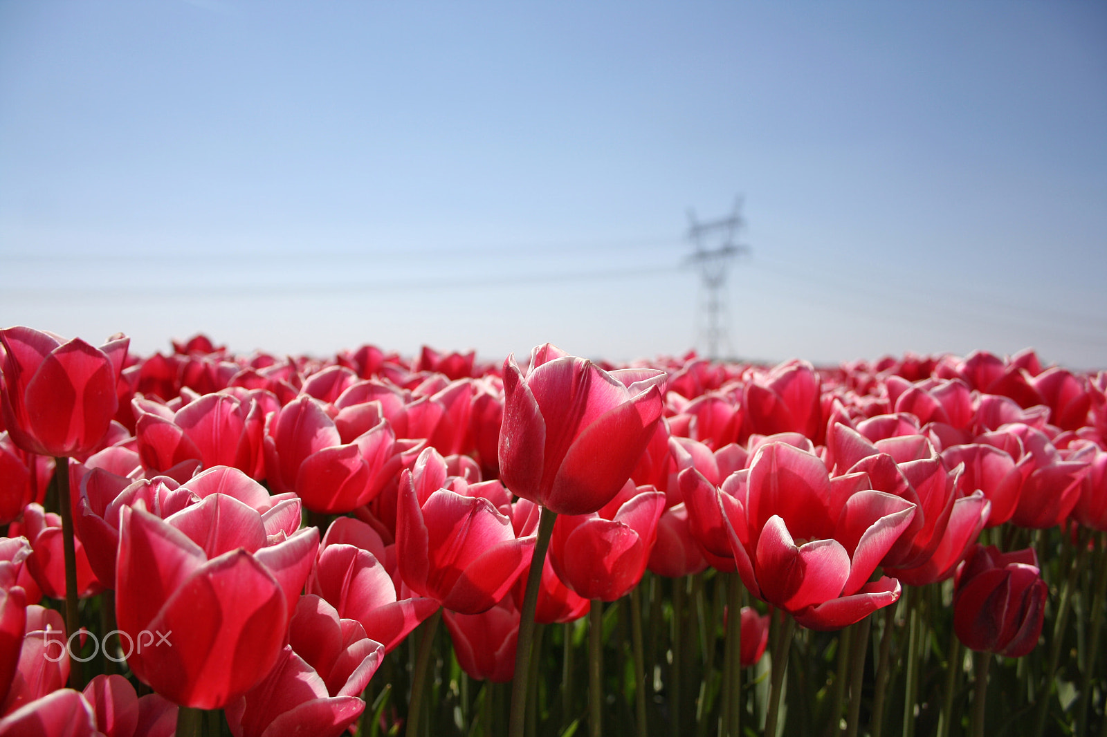 Canon EF-S 18-55mm F3.5-5.6 sample photo. Pink tulips photography