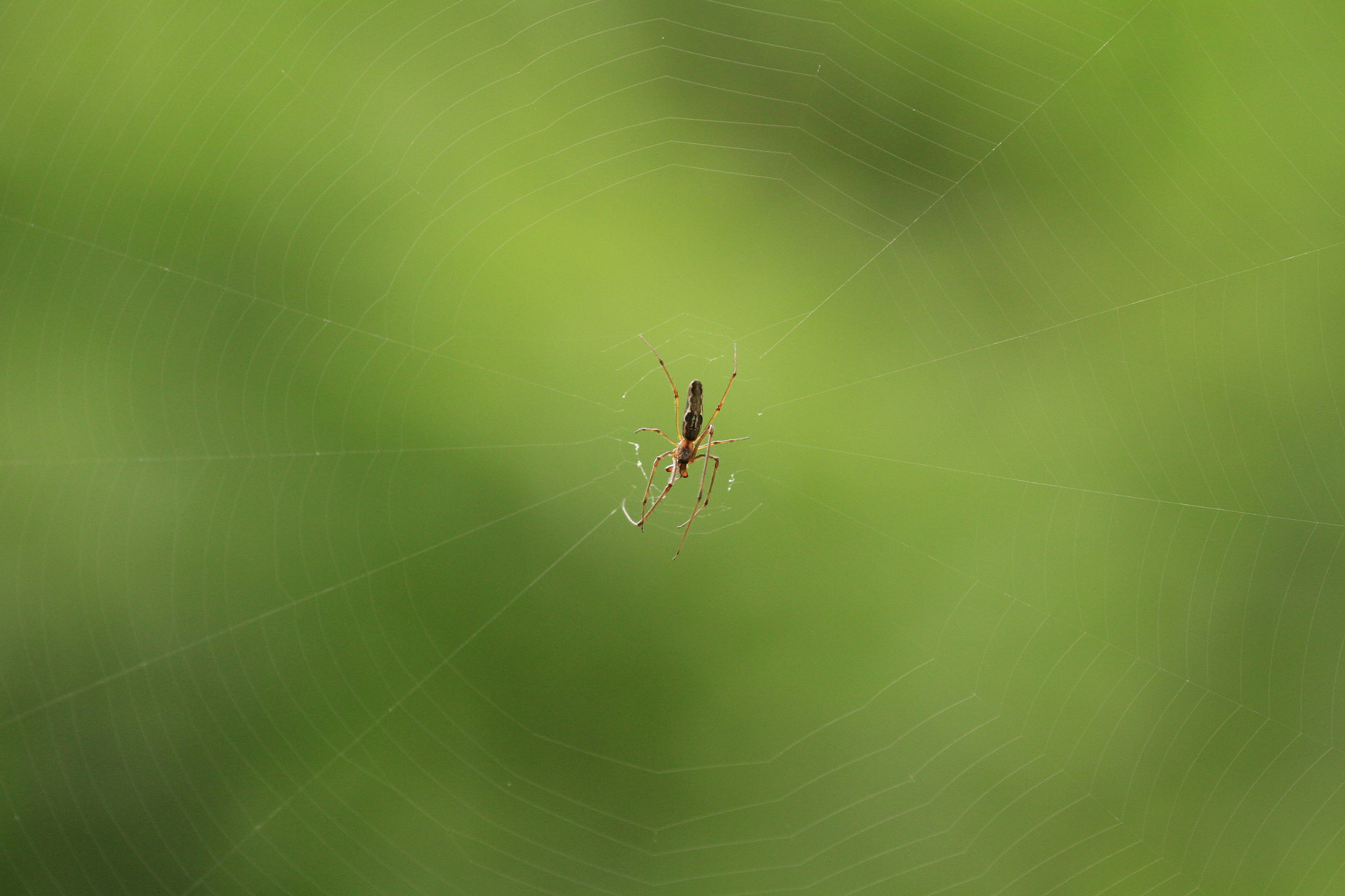 Canon EOS 7D + Canon EF 100-400mm F4.5-5.6L IS II USM sample photo. Spider 蜘蛛 photography