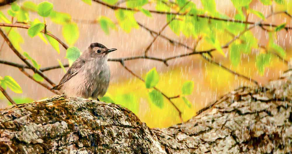Sigma 150-600mm F5-6.3 DG OS HSM | C sample photo. Gray catbird photography