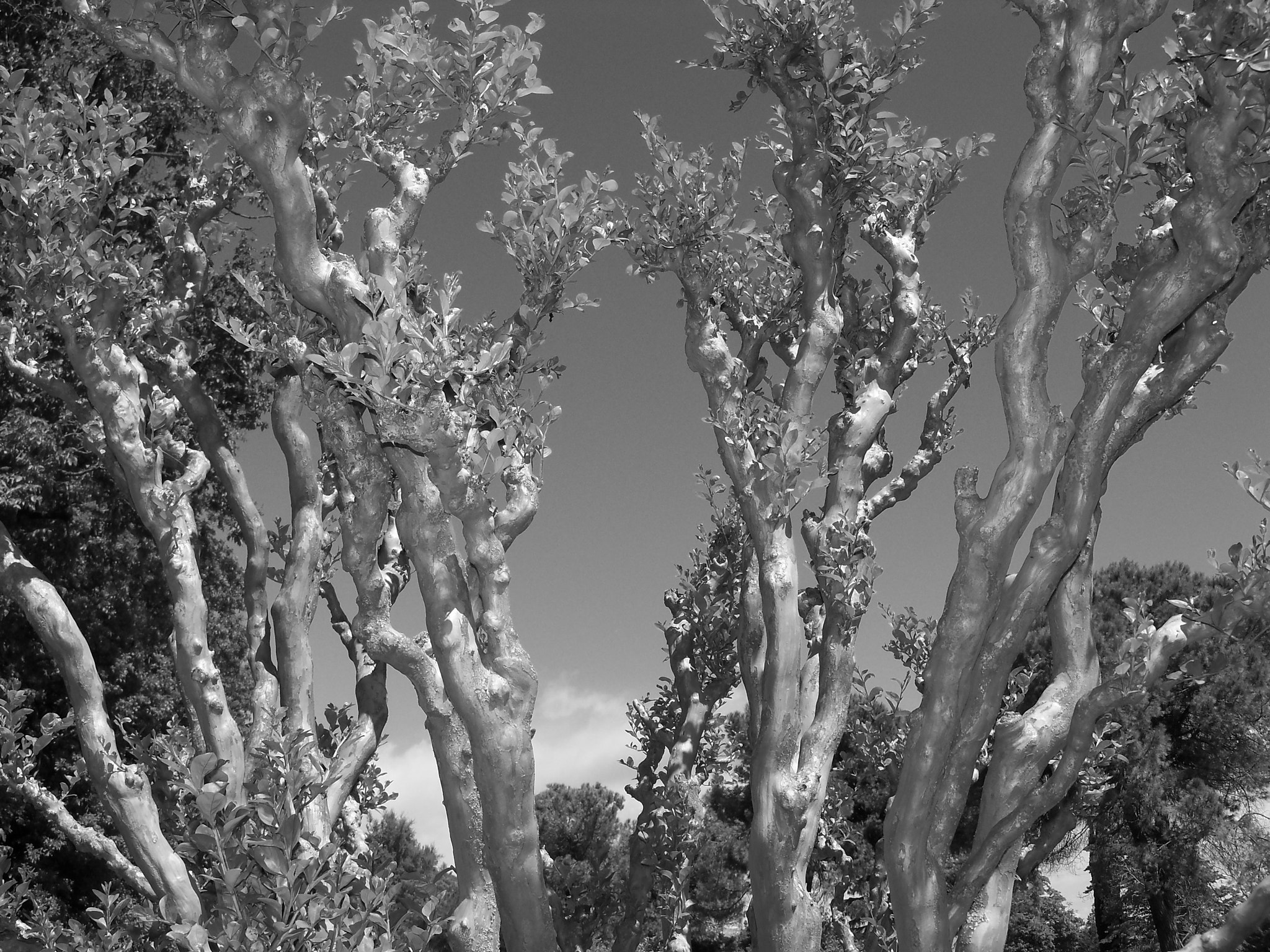 Kodak EasyShare Z915 sample photo. Twigs photography