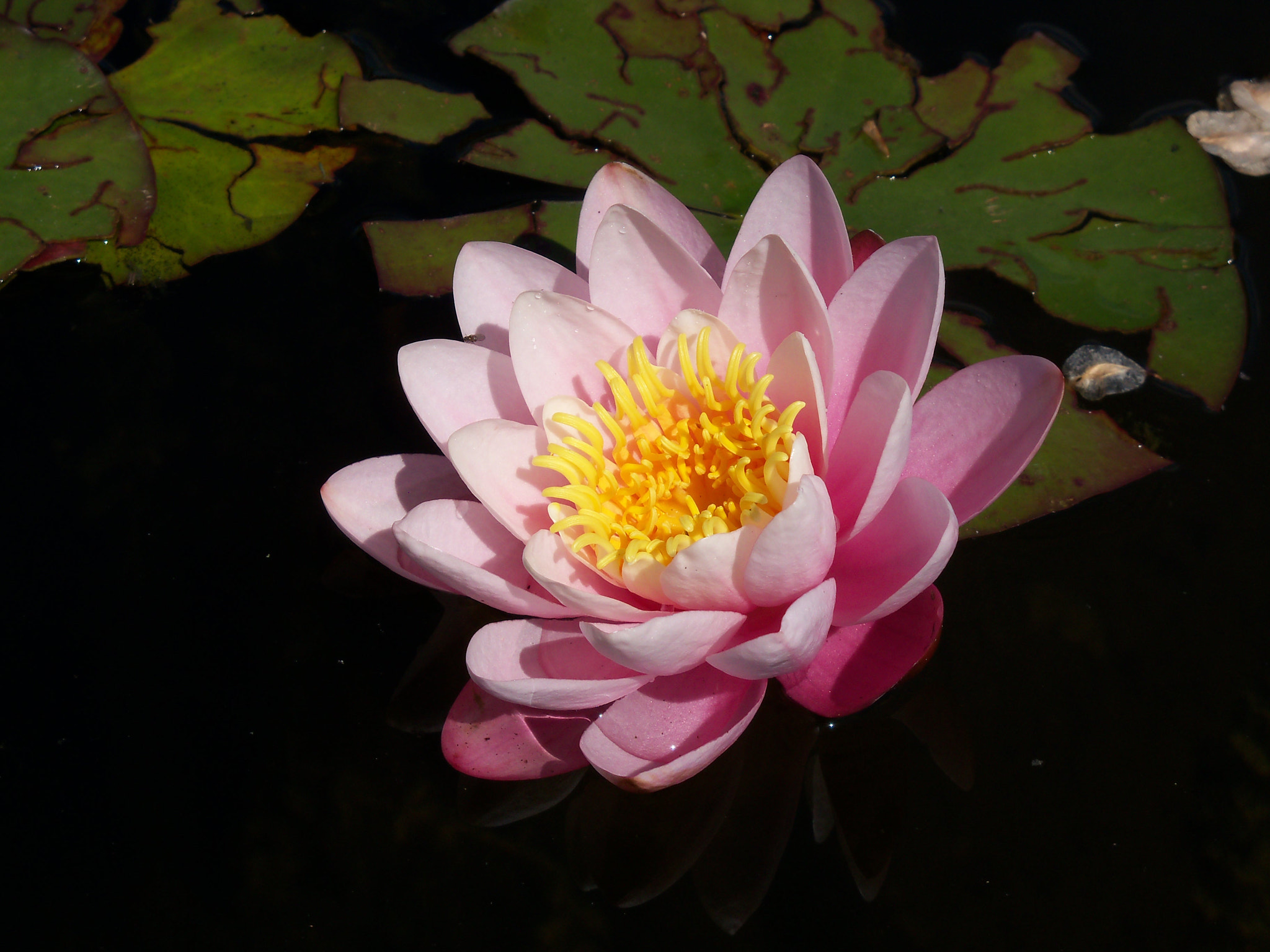 Kodak EasyShare Z915 sample photo. Water lily photography