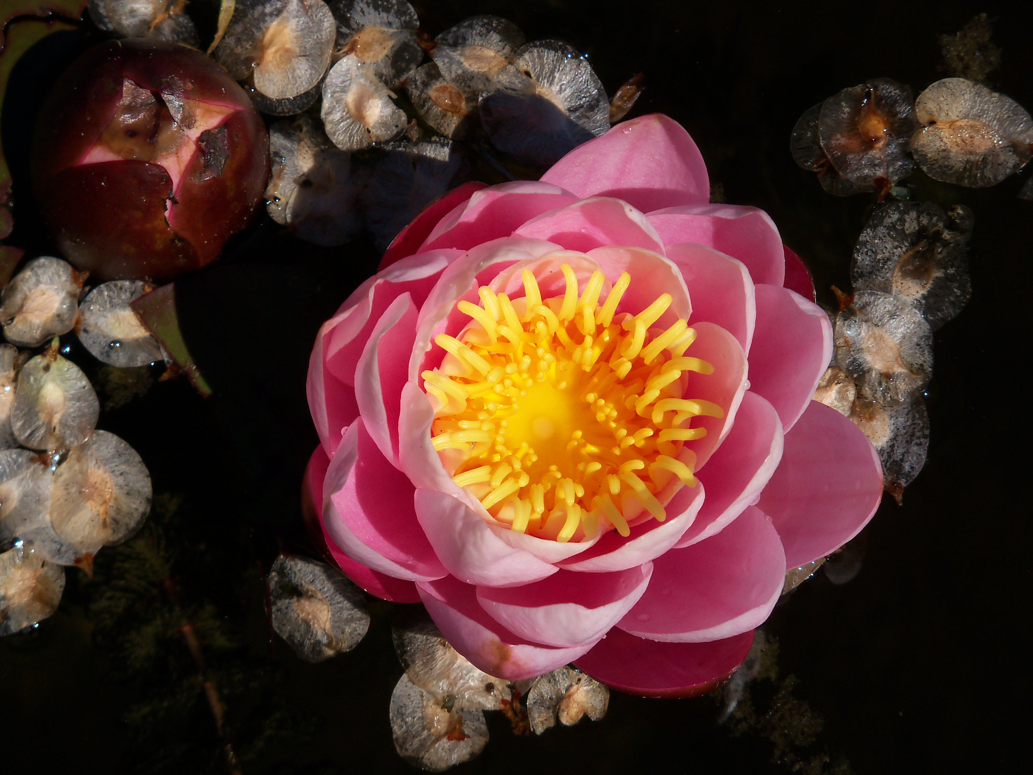 Kodak EasyShare Z915 sample photo. Water lily photography