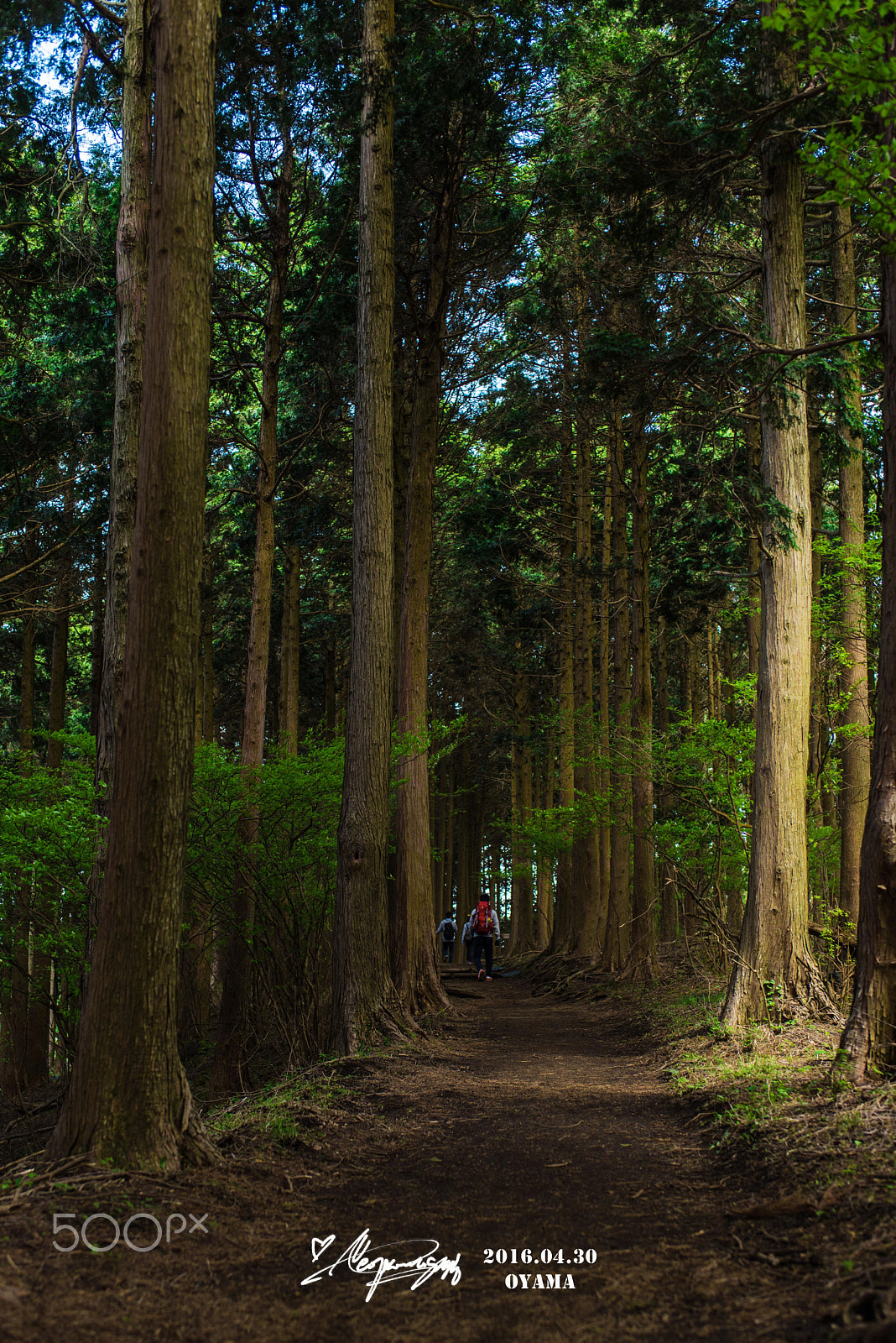 AF-S Nikkor 35mm f/1.8G sample photo. Path photography