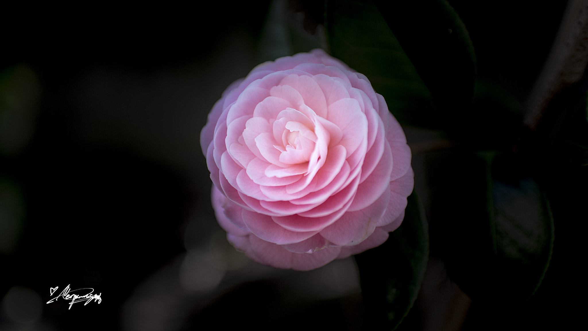 AF-S Nikkor 35mm f/1.8G sample photo. Camellia photography