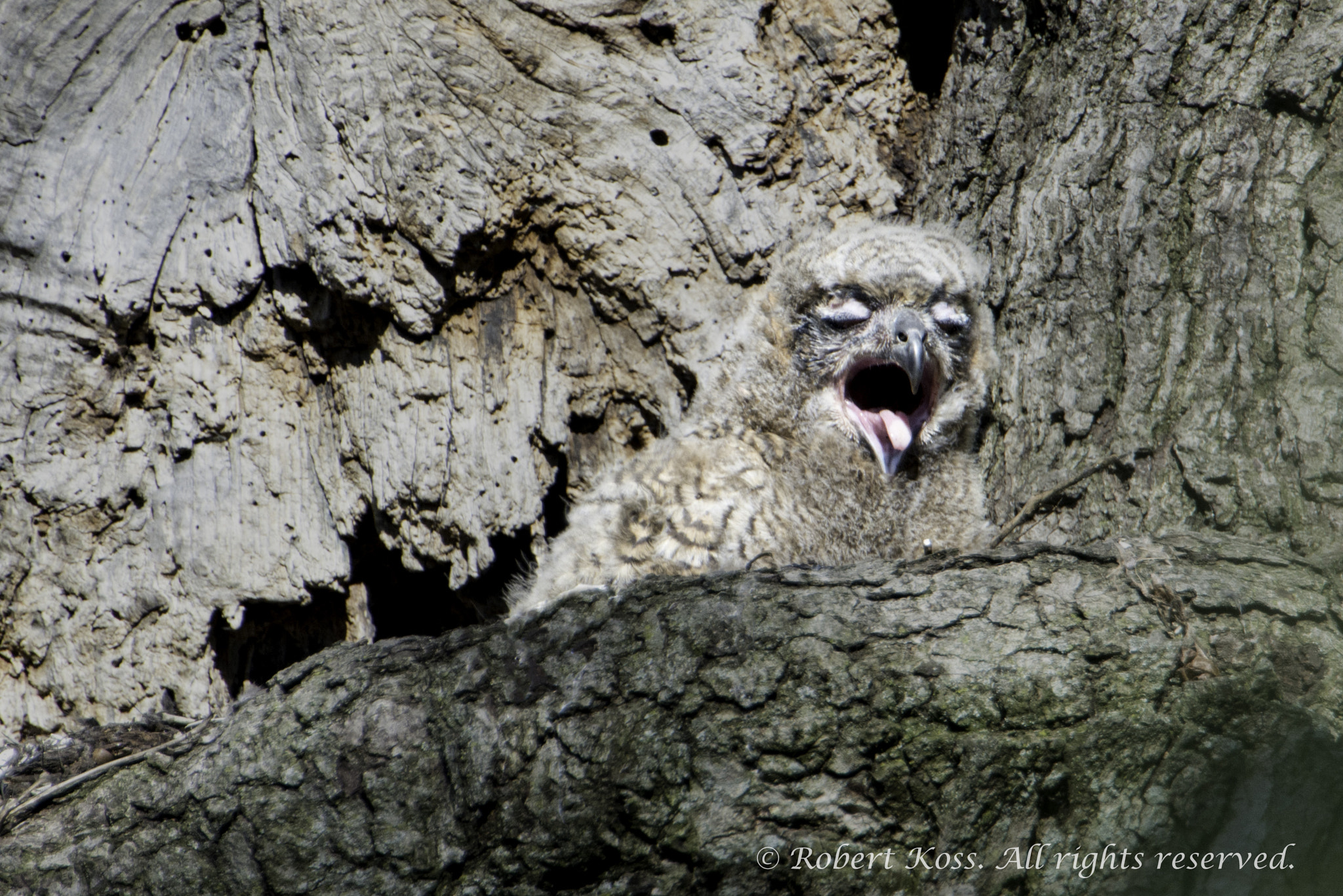 Nikon D800 + Nikon AF-S Nikkor 600mm F4G ED VR sample photo. Great horned owlet yawning photography