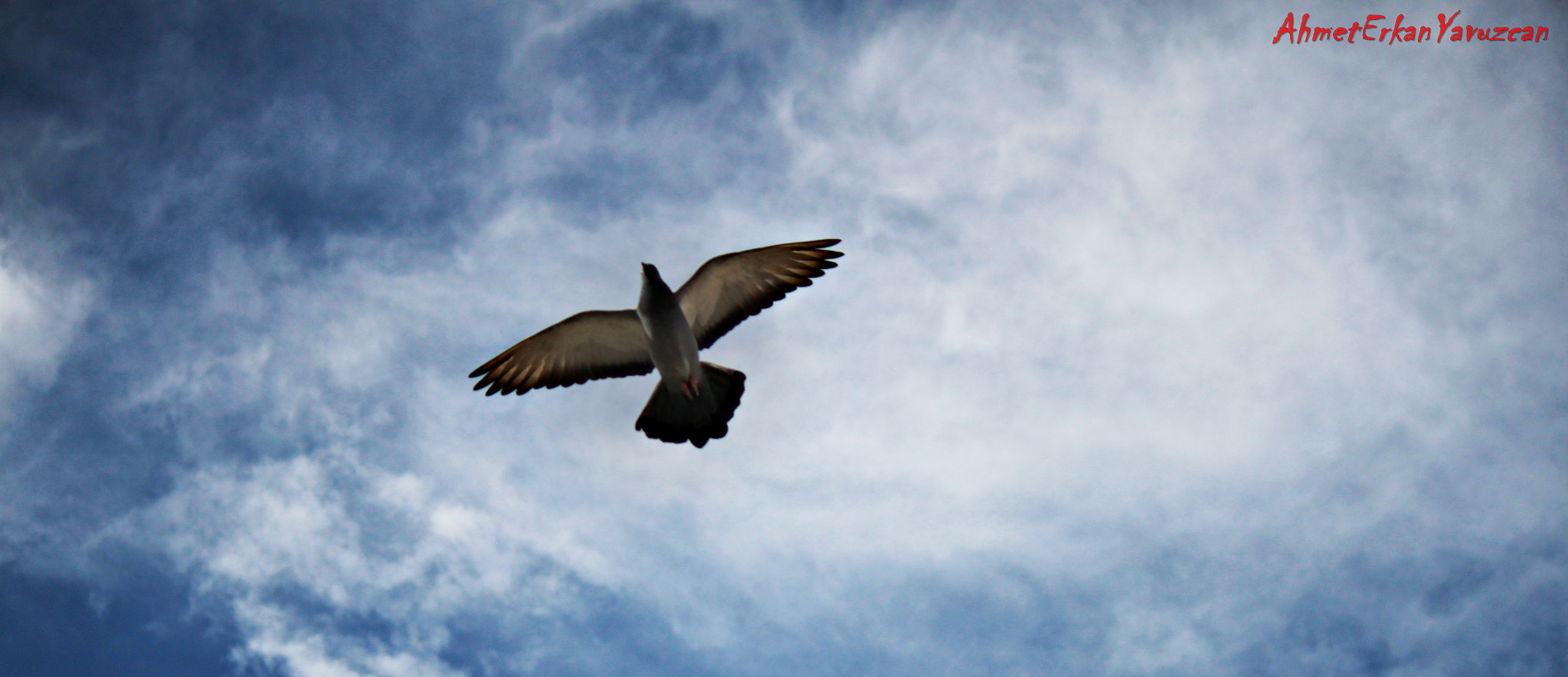 Canon EOS 500D (EOS Rebel T1i / EOS Kiss X3) sample photo. Like birds alone, i was alone in the open - kuşiar photography