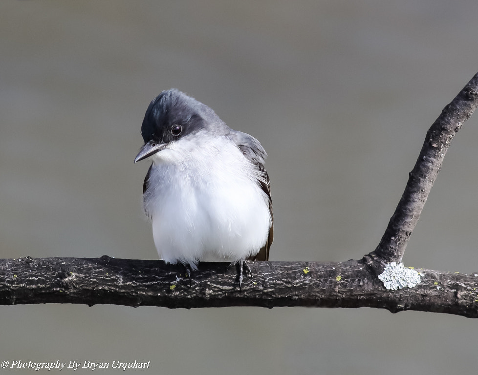 Canon EOS 70D + Canon EF 400mm F5.6L USM sample photo. Eastern king bird photography