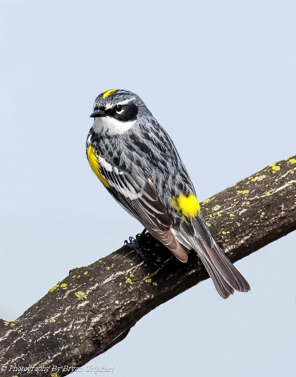 Canon EOS 70D + Canon EF 400mm F5.6L USM sample photo. Yellow rumped warbler photography