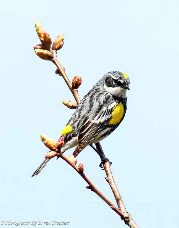 Canon EOS 70D + Canon EF 400mm F5.6L USM sample photo. Yellow rumped warbler photography