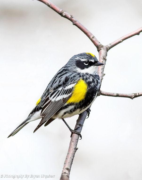 Canon EOS 70D + Canon EF 400mm F5.6L USM sample photo. Yellow rumped warbler photography