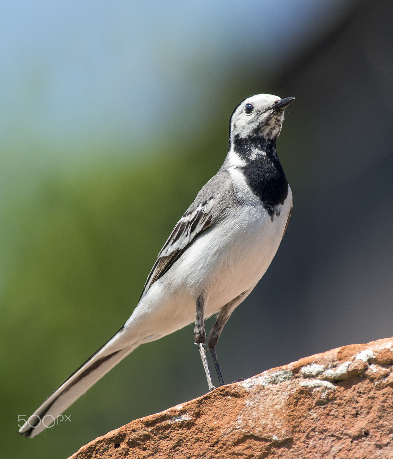 Pentax smc DA* 300mm F4.0 ED (IF) SDM sample photo. White wagtail photography