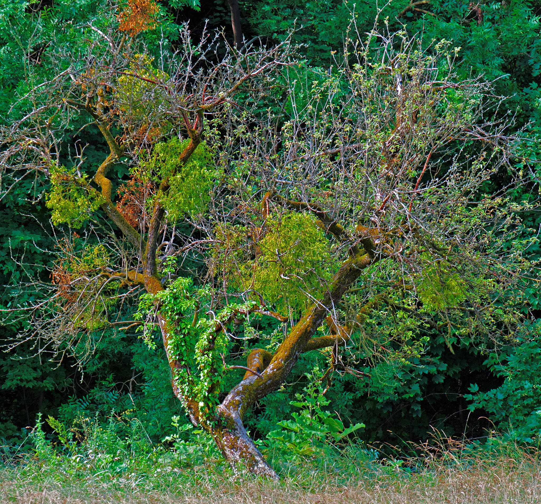 Sigma 70-200mm F2.8 EX DG OS HSM sample photo. An enchanted apple tree photography