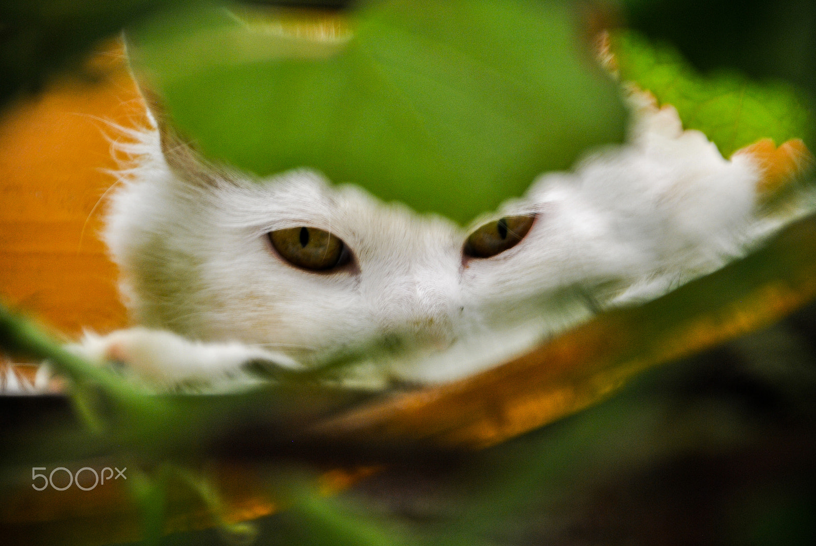 Nikon D3000 sample photo. Cat eyes photography