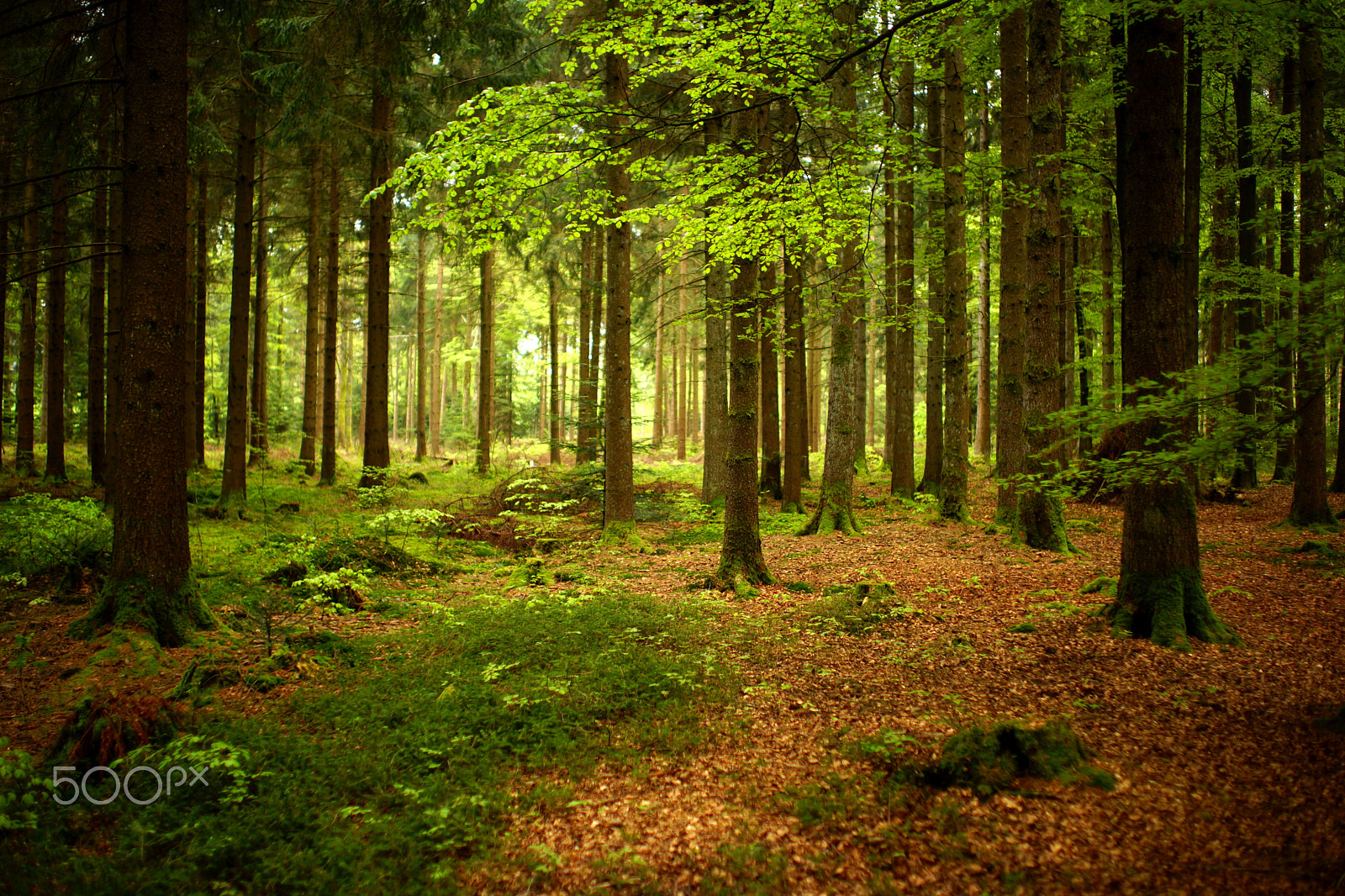 Sony a99 II + Sony 35mm F1.4 G sample photo. Spring forest (1), 2016-05-11 photography