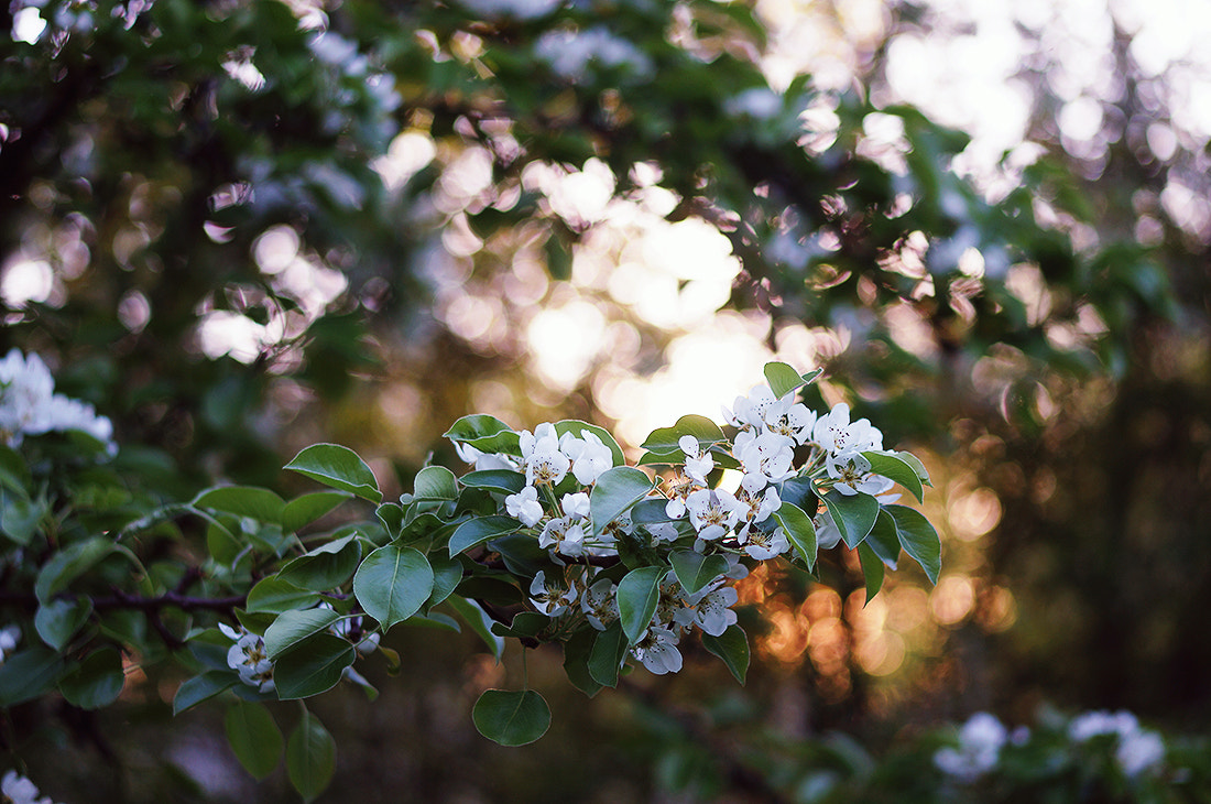 Sony Alpha NEX-5N + E 50mm F1.8 OSS sample photo. Sunset flowers i photography