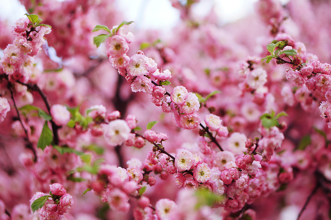 Sony Alpha NEX-5N + E 50mm F1.8 OSS sample photo. Pink flowers photography