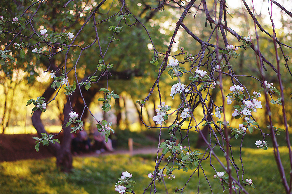 Sony Alpha NEX-5N + E 50mm F1.8 OSS sample photo. Sunset flowers ii photography