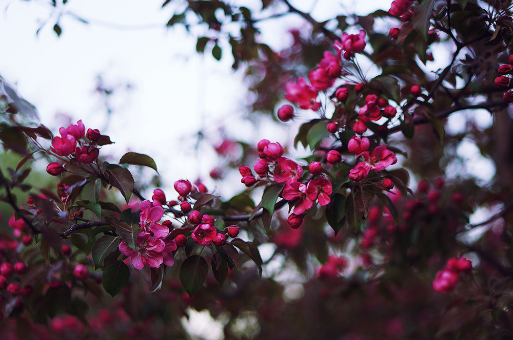 Sony Alpha NEX-5N + E 50mm F1.8 OSS sample photo. Sunset flowers iv photography