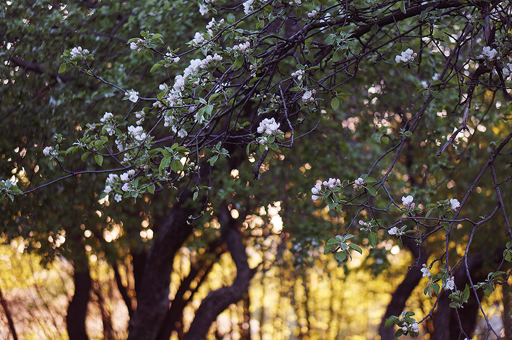 Sony Alpha NEX-5N + E 50mm F1.8 OSS sample photo. Sunset flowers iii photography