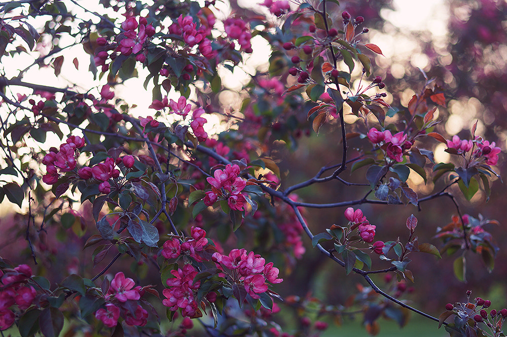 Sony Alpha NEX-5N + E 50mm F1.8 OSS sample photo. Sunset flowers v photography