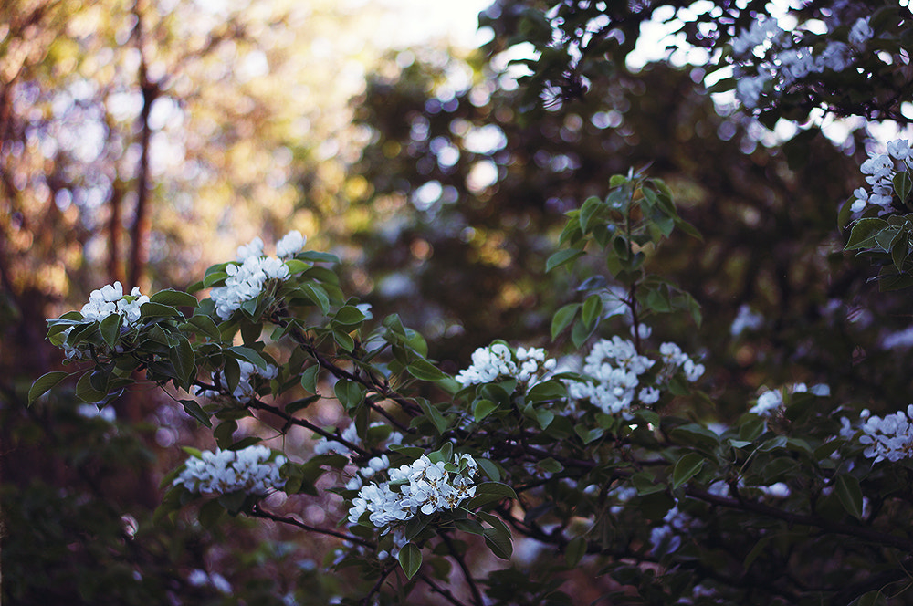 Sony Alpha NEX-5N + E 50mm F1.8 OSS sample photo. Sunset flowers vi photography
