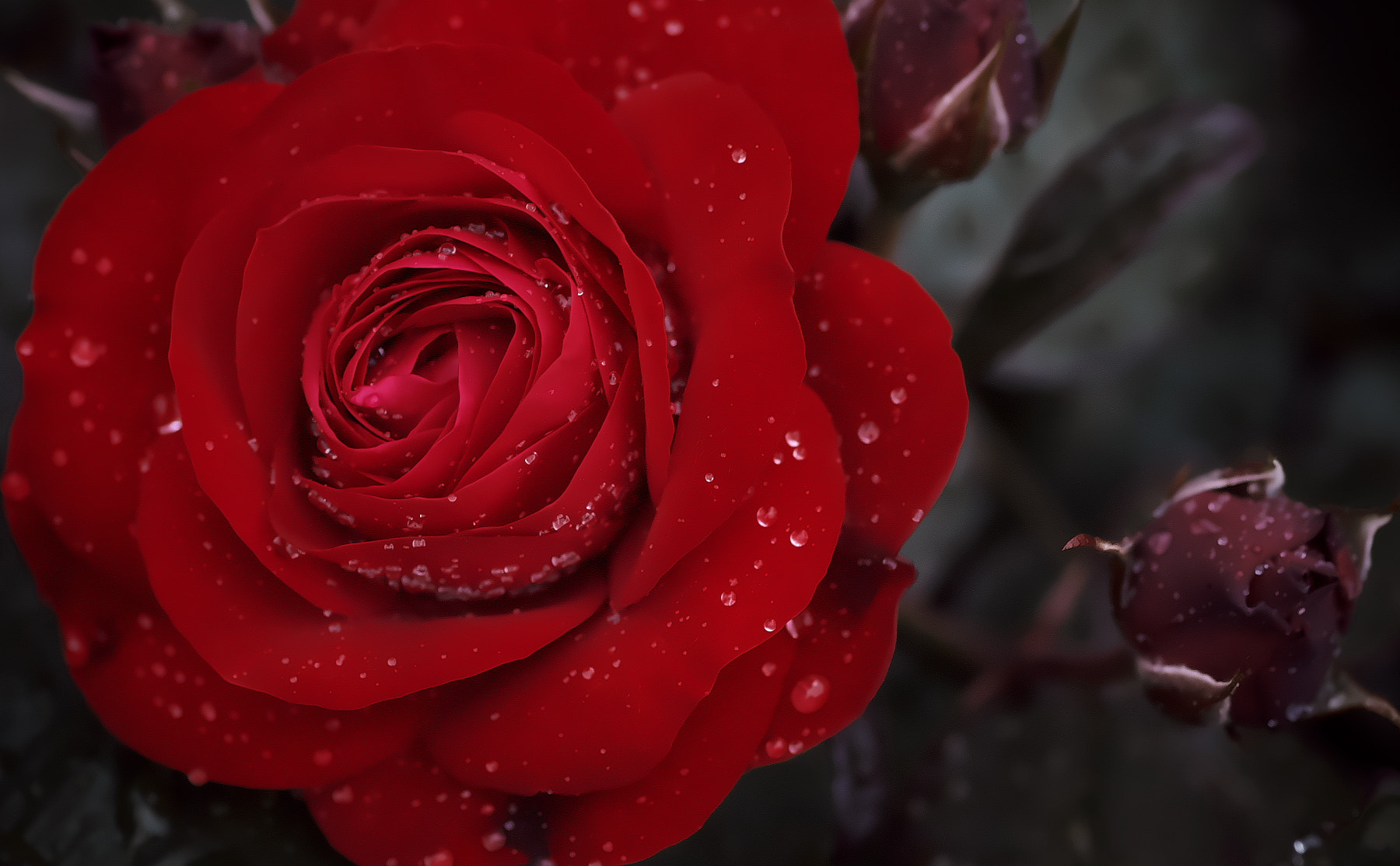 Pentax K-50 sample photo. Red roses photography