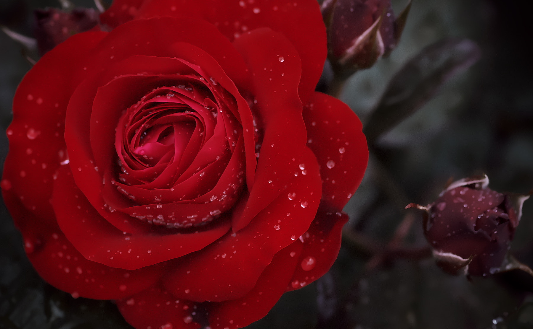 Pentax smc D-FA 100mm F2.8 Macro WR sample photo. Red roses photography