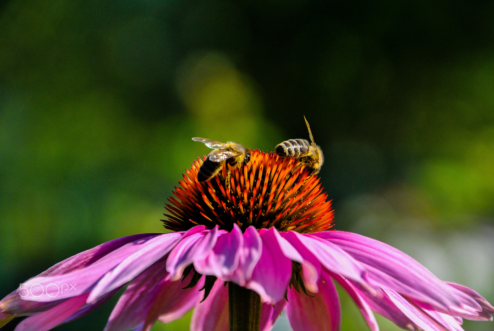 Nikon D3000 sample photo. Bees at work pt.3 photography