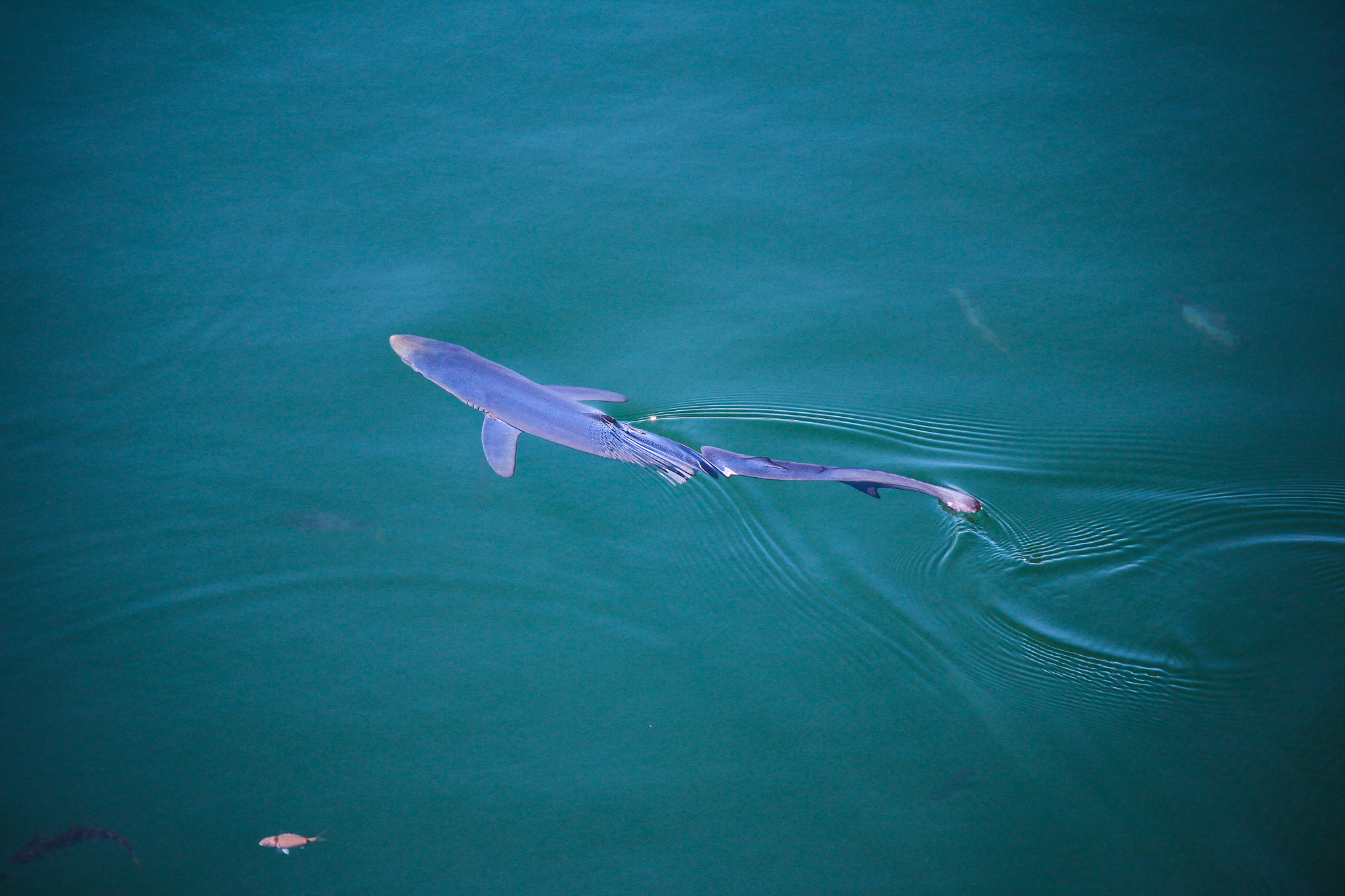 Canon EOS M sample photo. Blue shark photography