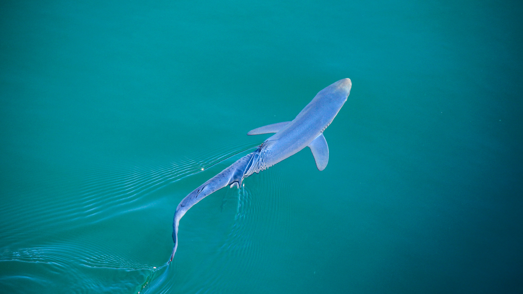 Canon EOS M sample photo. Tintorera | blue shark photography