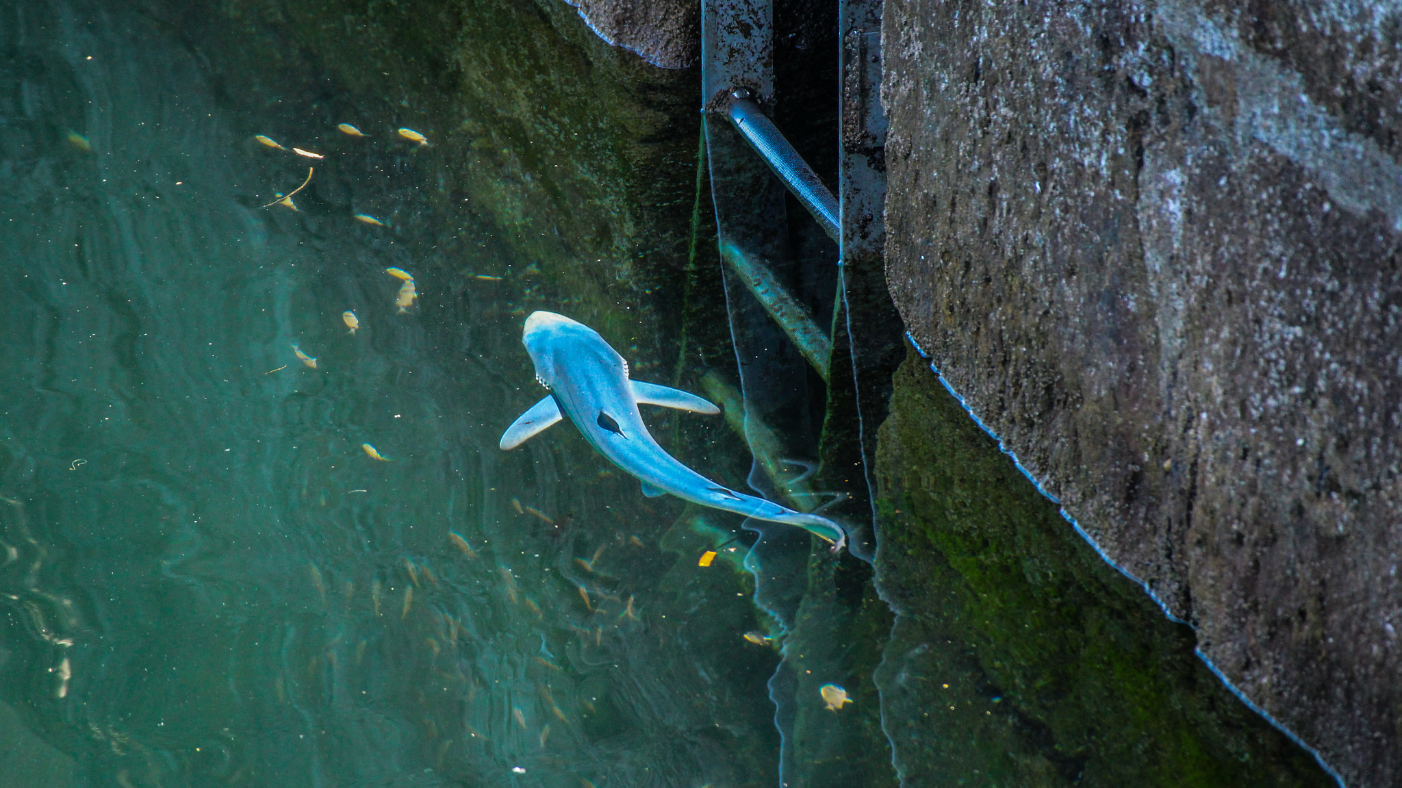 Canon EOS M sample photo. Tintorera | blue shark photography