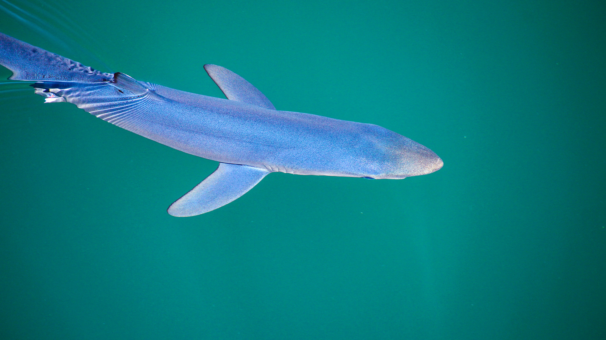Canon EOS M sample photo. Tintorera | blue shark photography