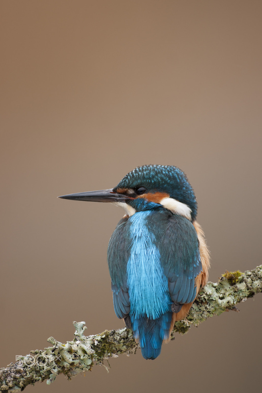 Sigma AF 500mm F4.5 EX DG APO sample photo. Common kingfisher_000000879779_1 photography