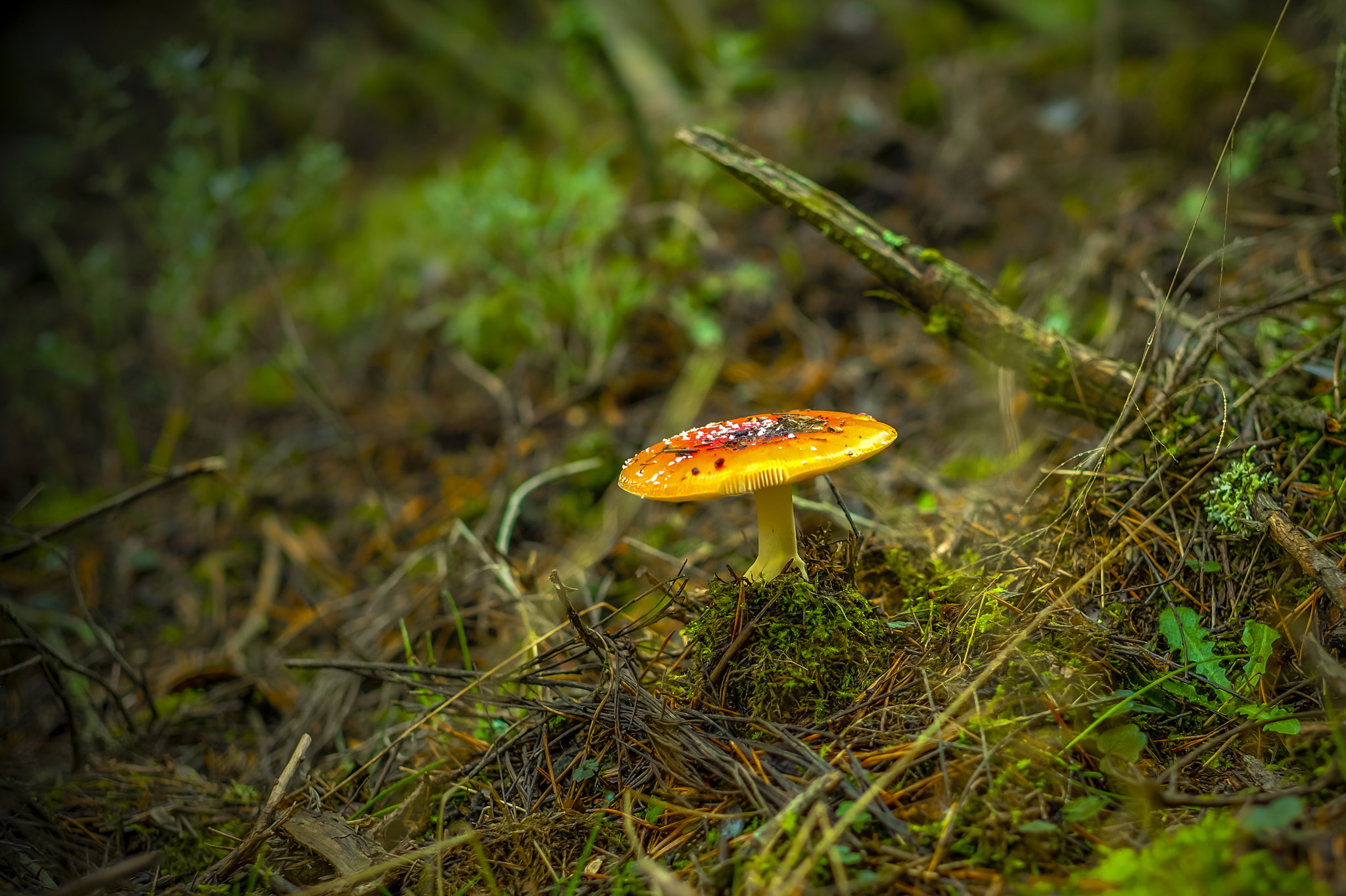 Fujifilm X-T10 + Fujifilm XF 56mm F1.2 R APD sample photo. Mushroom photography