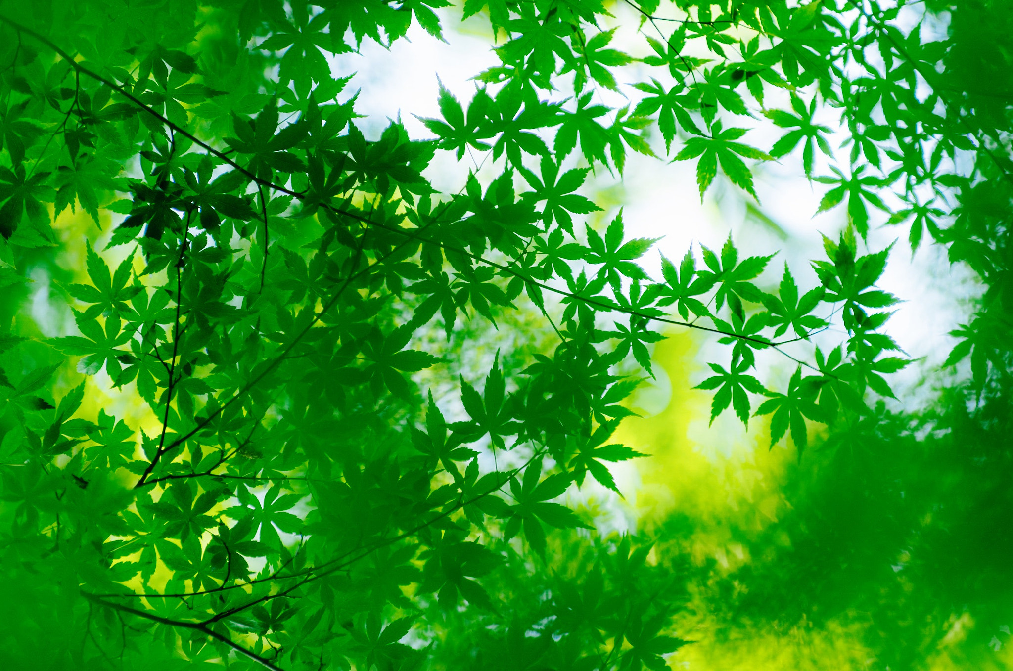 Pentax smc DA* 50-135mm F2.8 ED (IF) SDM sample photo. Fresh greens in tokyo. photography