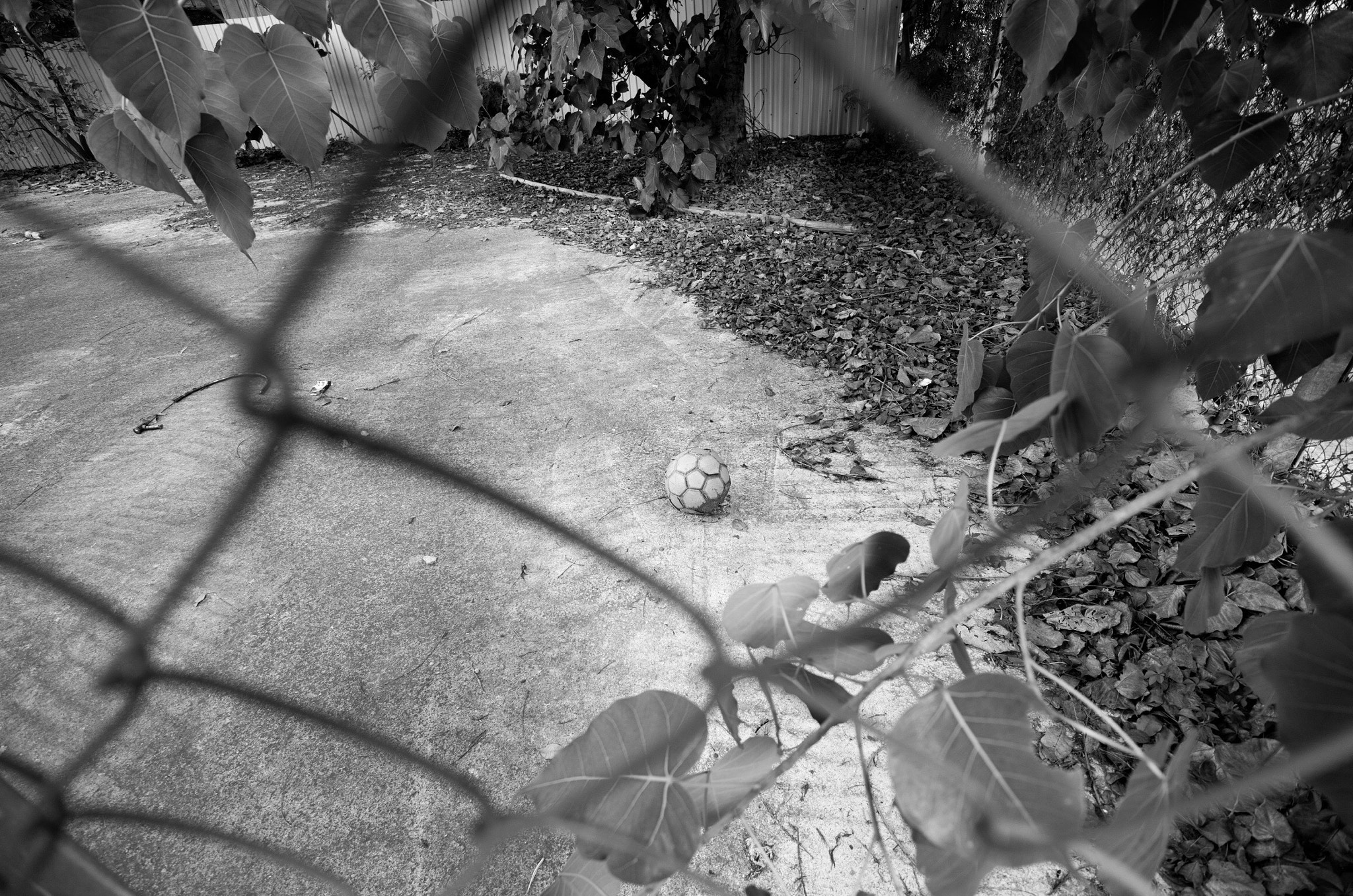 Leica T (Typ 701) sample photo. Let it be ... photography