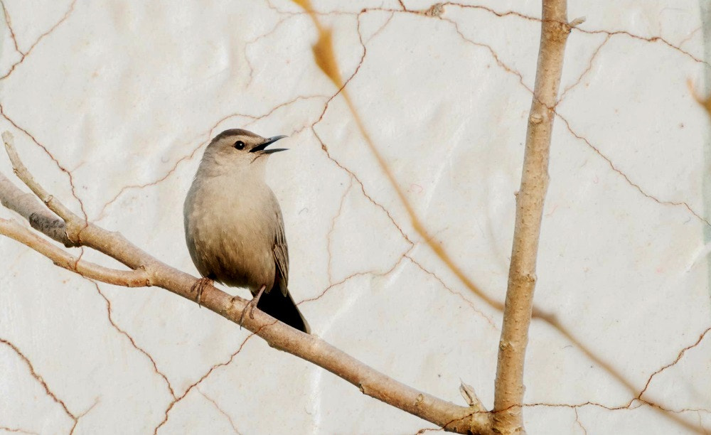 Sigma 150-600mm F5-6.3 DG OS HSM | C sample photo. Singing gray catbird photography
