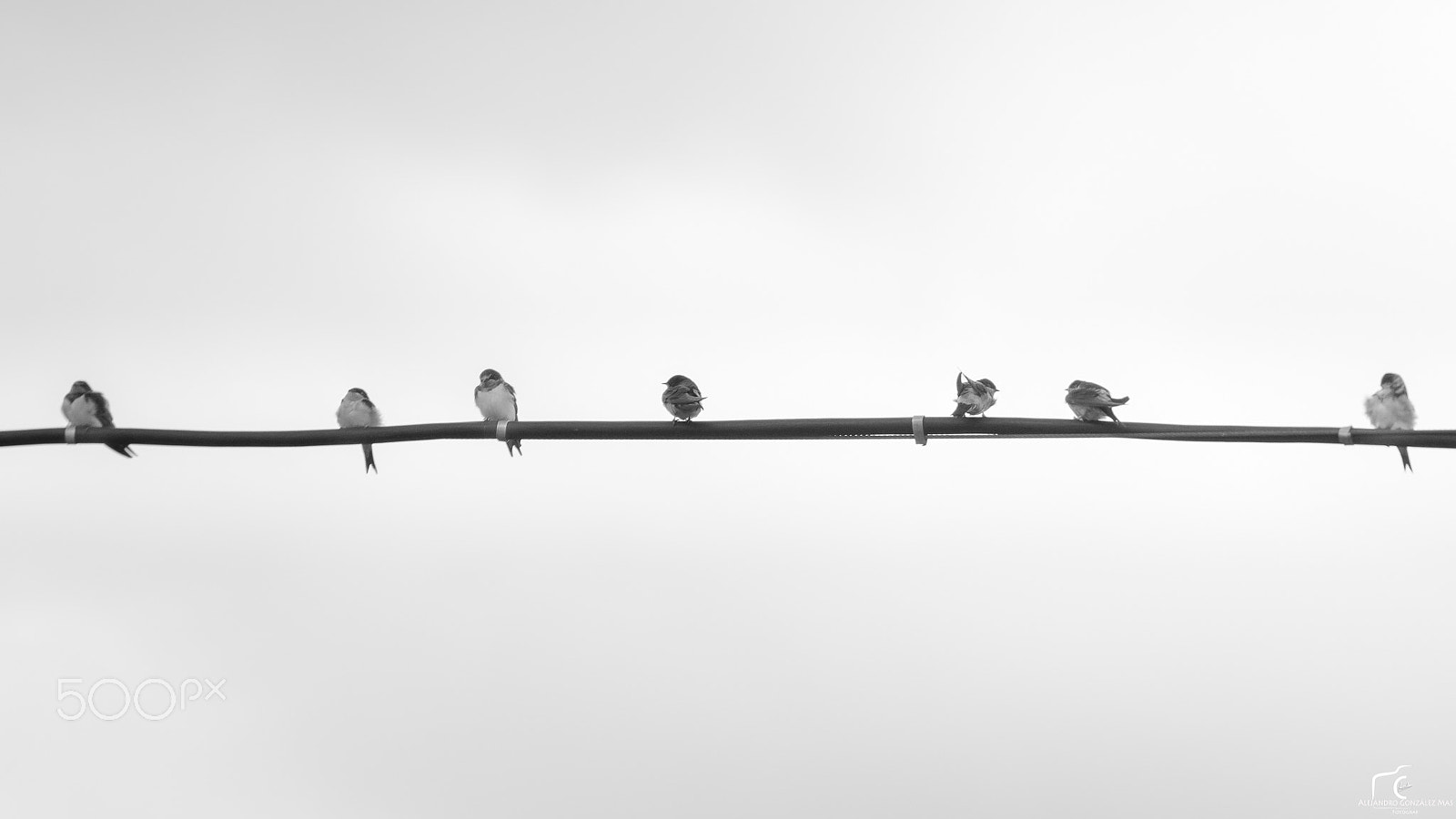 Sony ILCA-77M2 + 70-200mm F2.8 sample photo. Swallows in summer castell de castells, la marina alta, spain photography