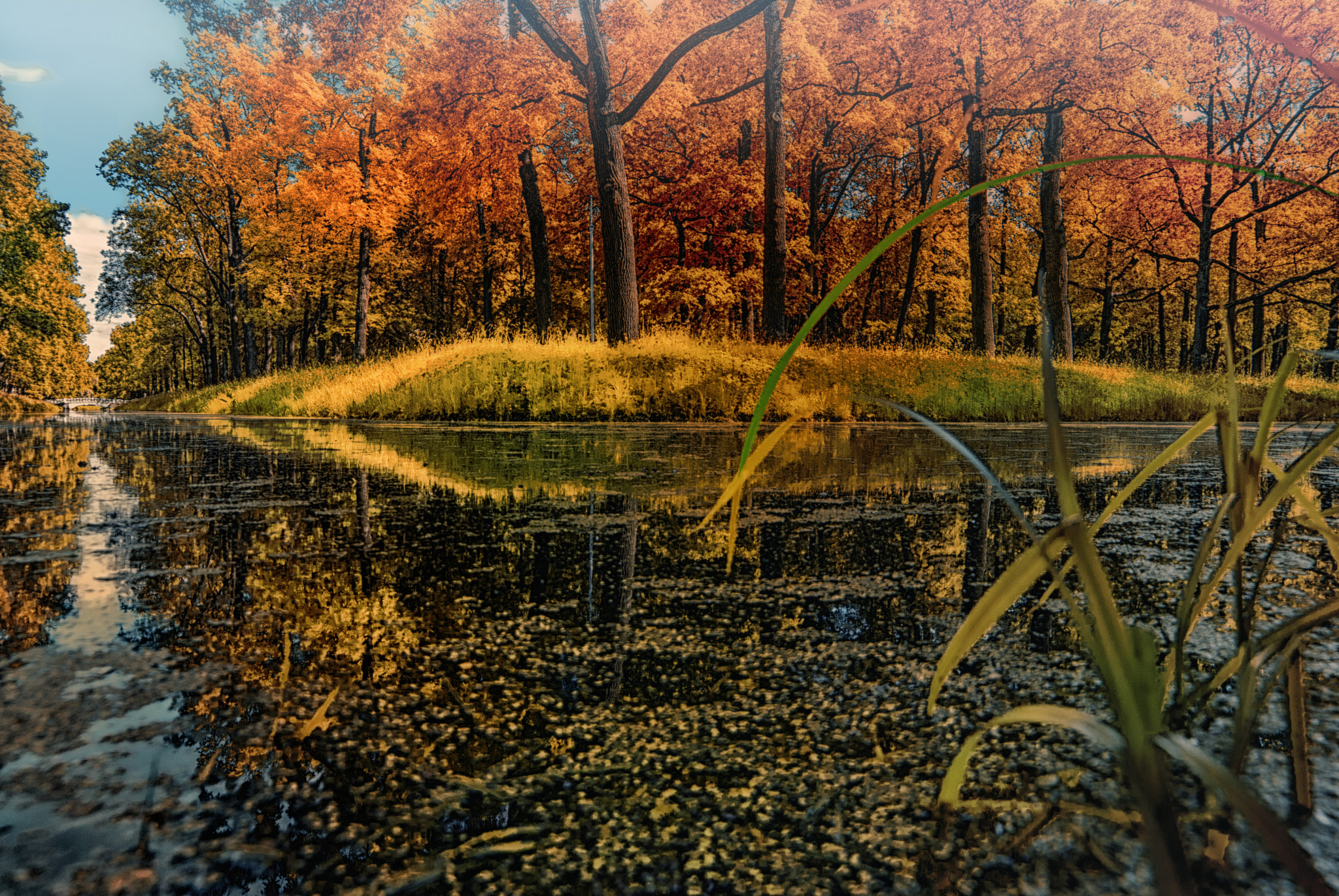 Samyang 14mm F2.8 ED AS IF UMC sample photo. Duckweed pond photography