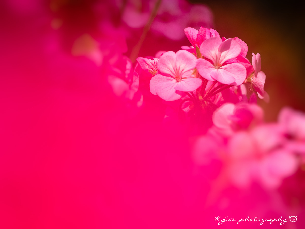 Sigma 150mm F2.8 EX DG Macro HSM sample photo. 花之都公園 photography