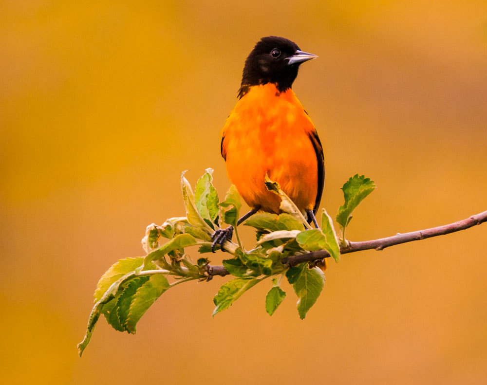 Nikon D300S sample photo. Orange oriole photography