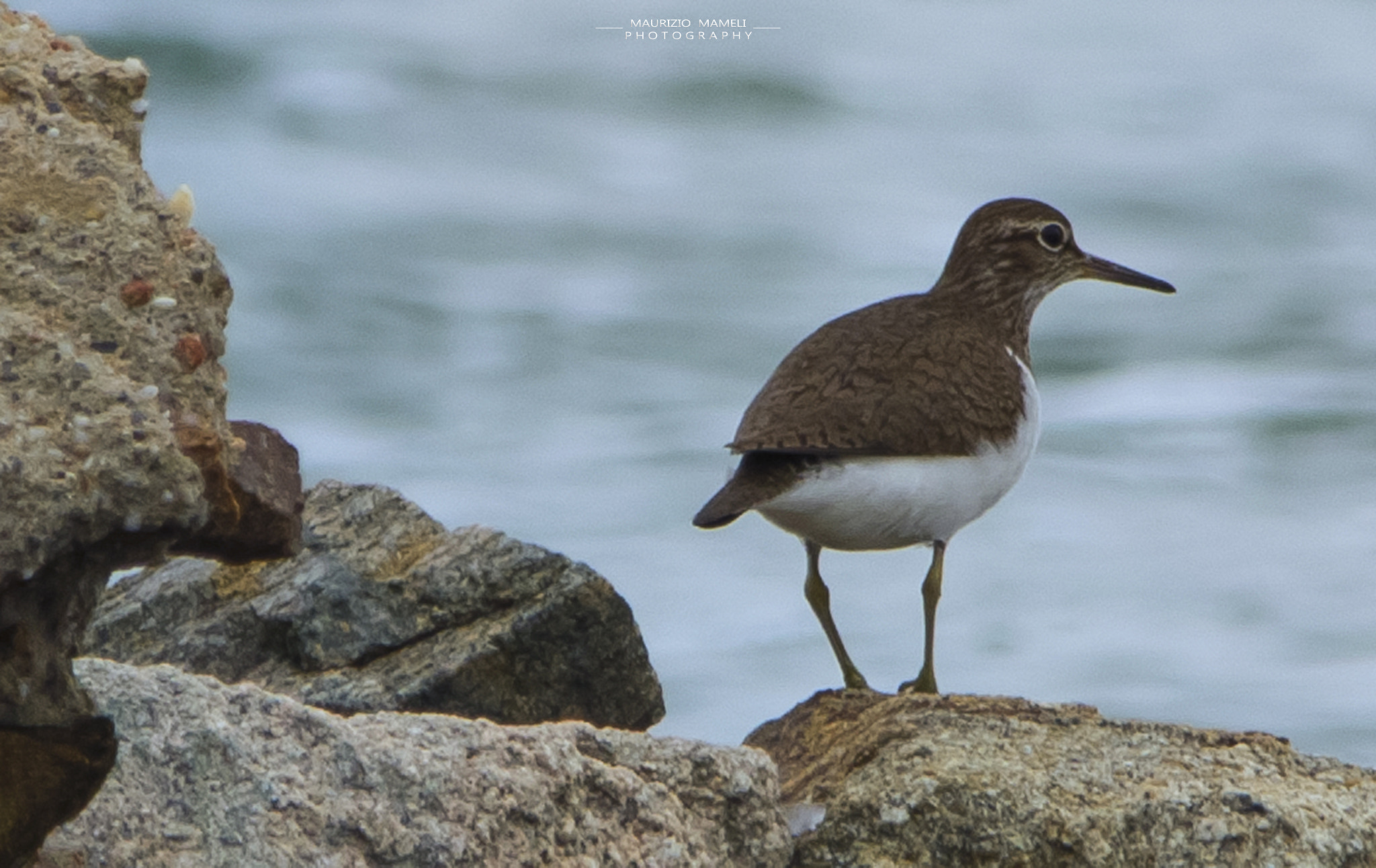 Pentax K-50 sample photo. Bird photography